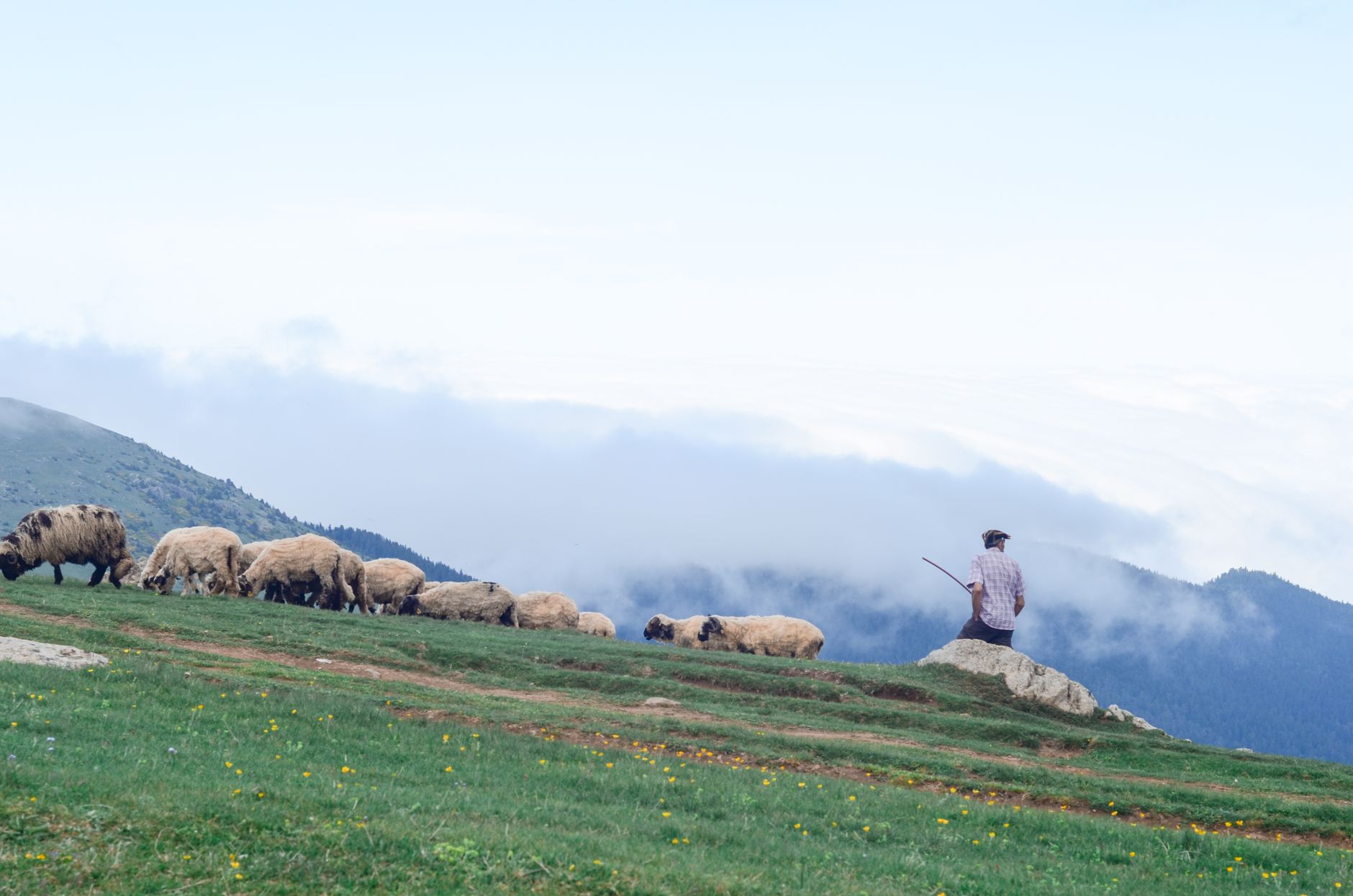 Psalm 23: Why the Shepherd Doesn’t Just Feed You