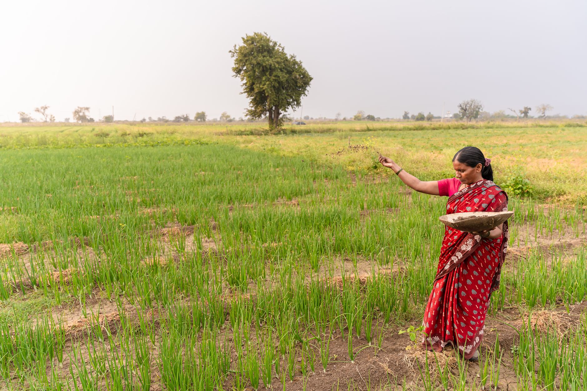 The Parable of the Sower: 4 Types of Soil in Your Heart