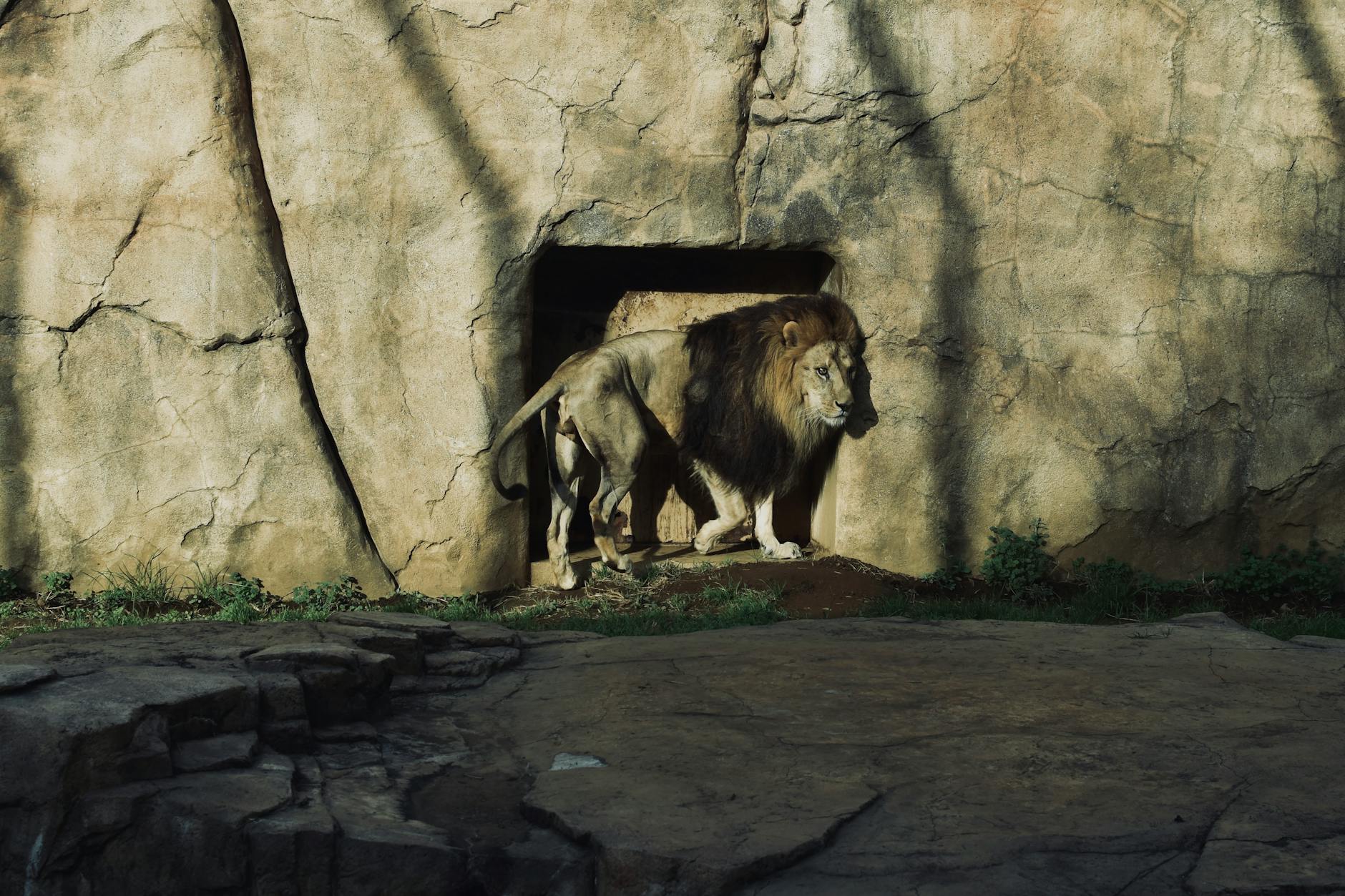 Daniel’s Lion’s Den: Trusting God When Silence Feels Deadly