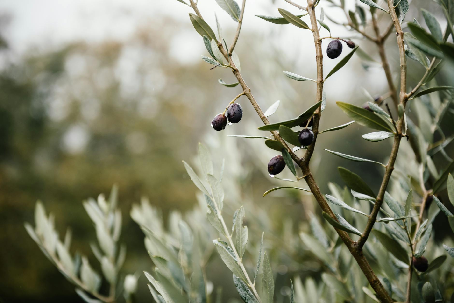 The Fruit of the Spirit: Stop Producing, Start Abiding