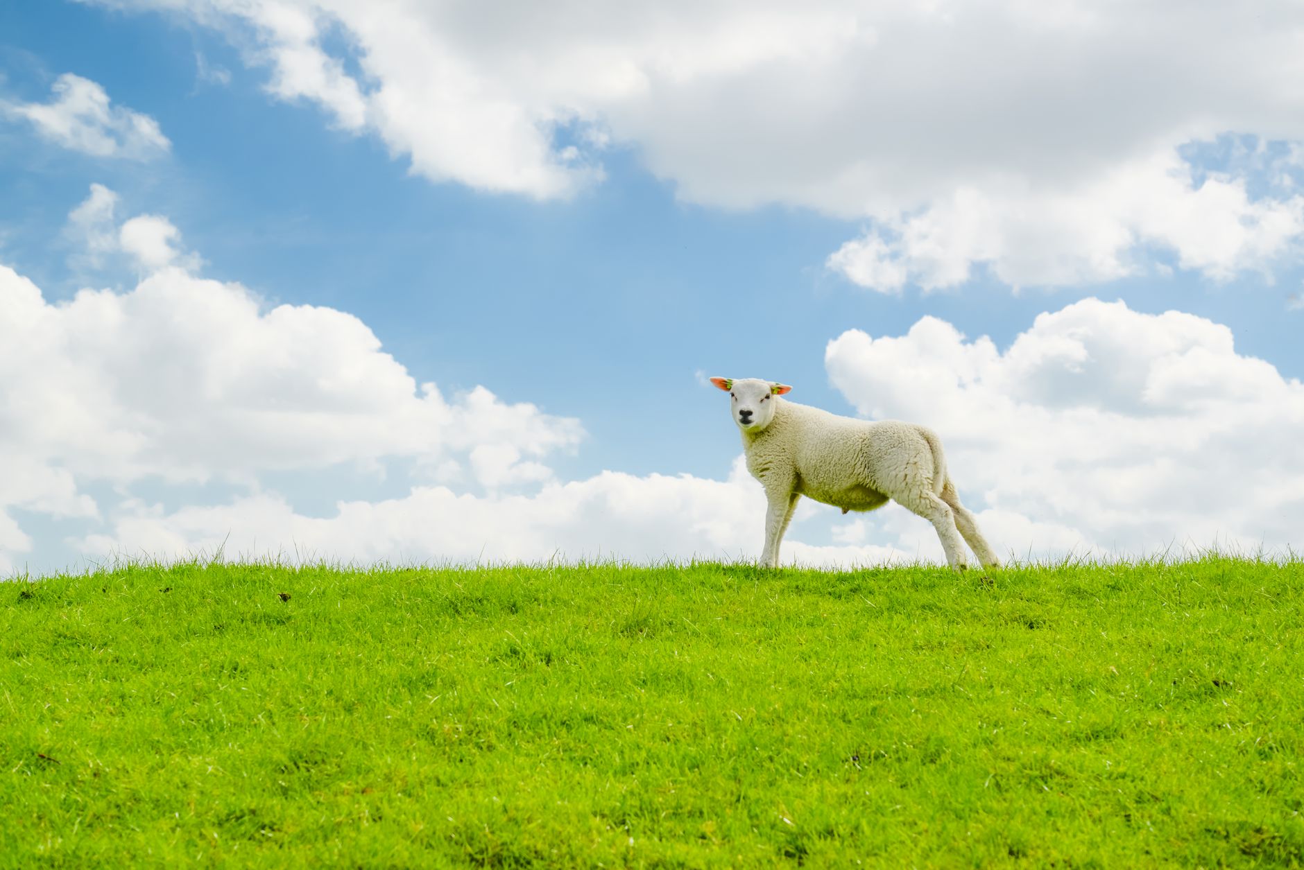 Psalm 23 Meaning: What 'Green Pastures' Actually Promises