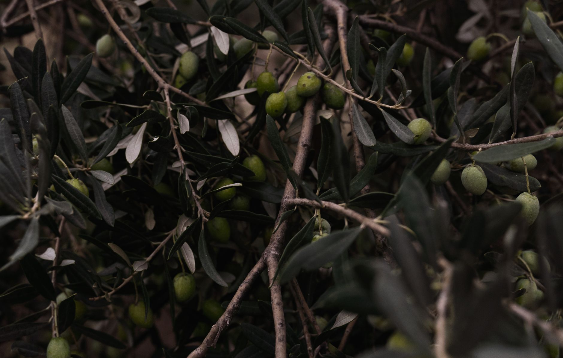 Jesus in Gethsemane: How to Handle Anxiety Before You Pray