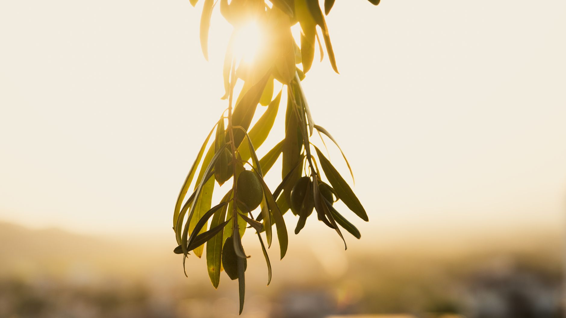 Olive Tree Rest Period: Why Waiting on God Feels Silent