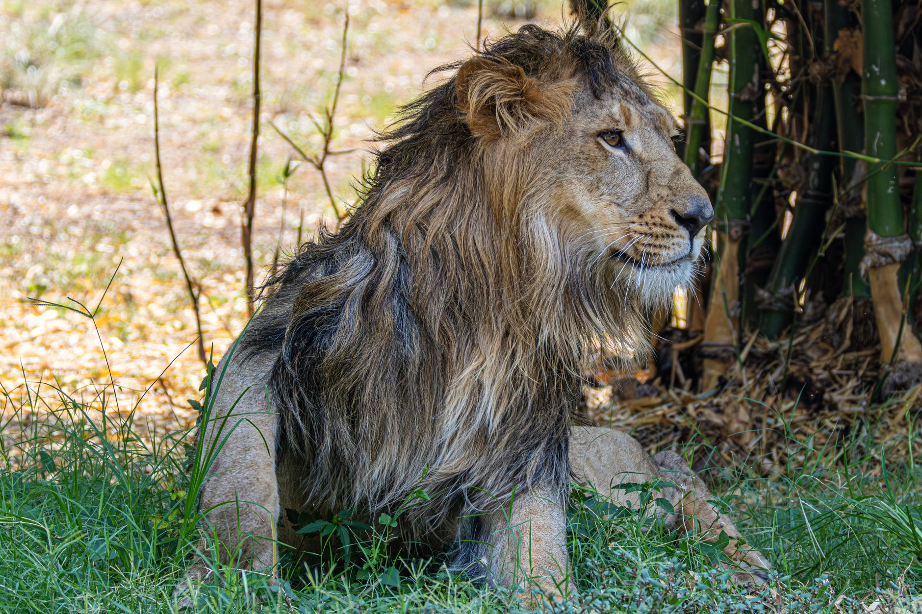 Daniel’s Lions: How Consistent Prayer Changes Fear