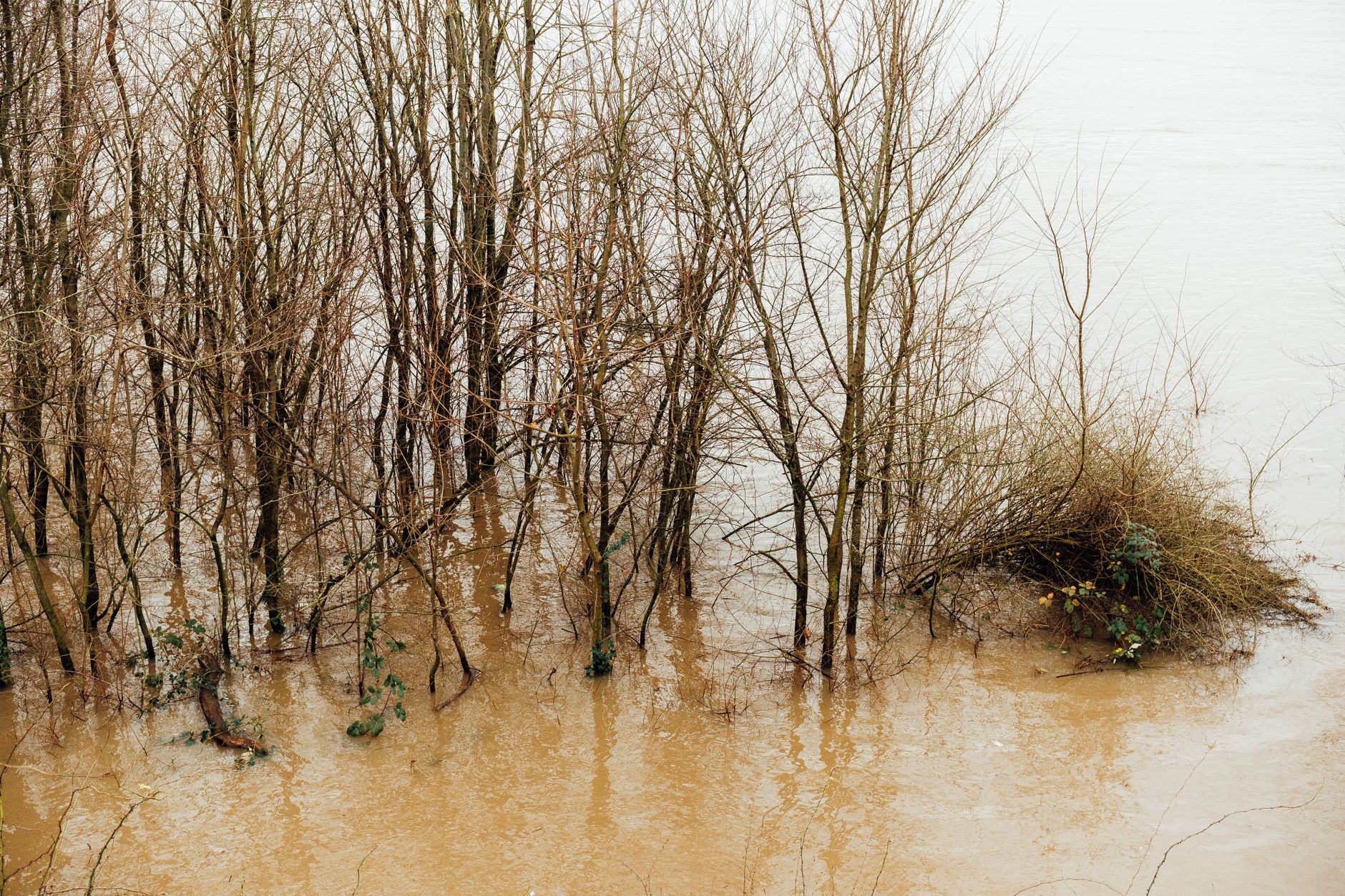 Gopher Wood: Why Noah Built Before the Rain