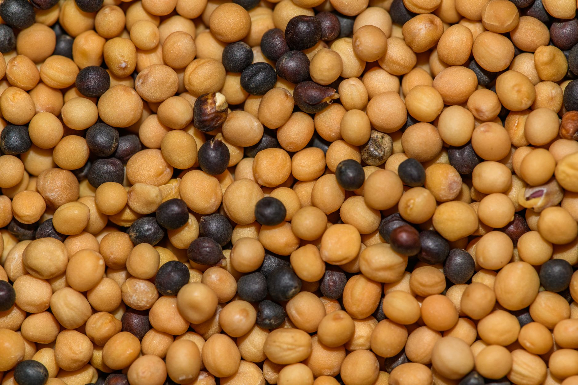 Mustard Seed Parable: Why Small Prayers Grow Big Kingdoms