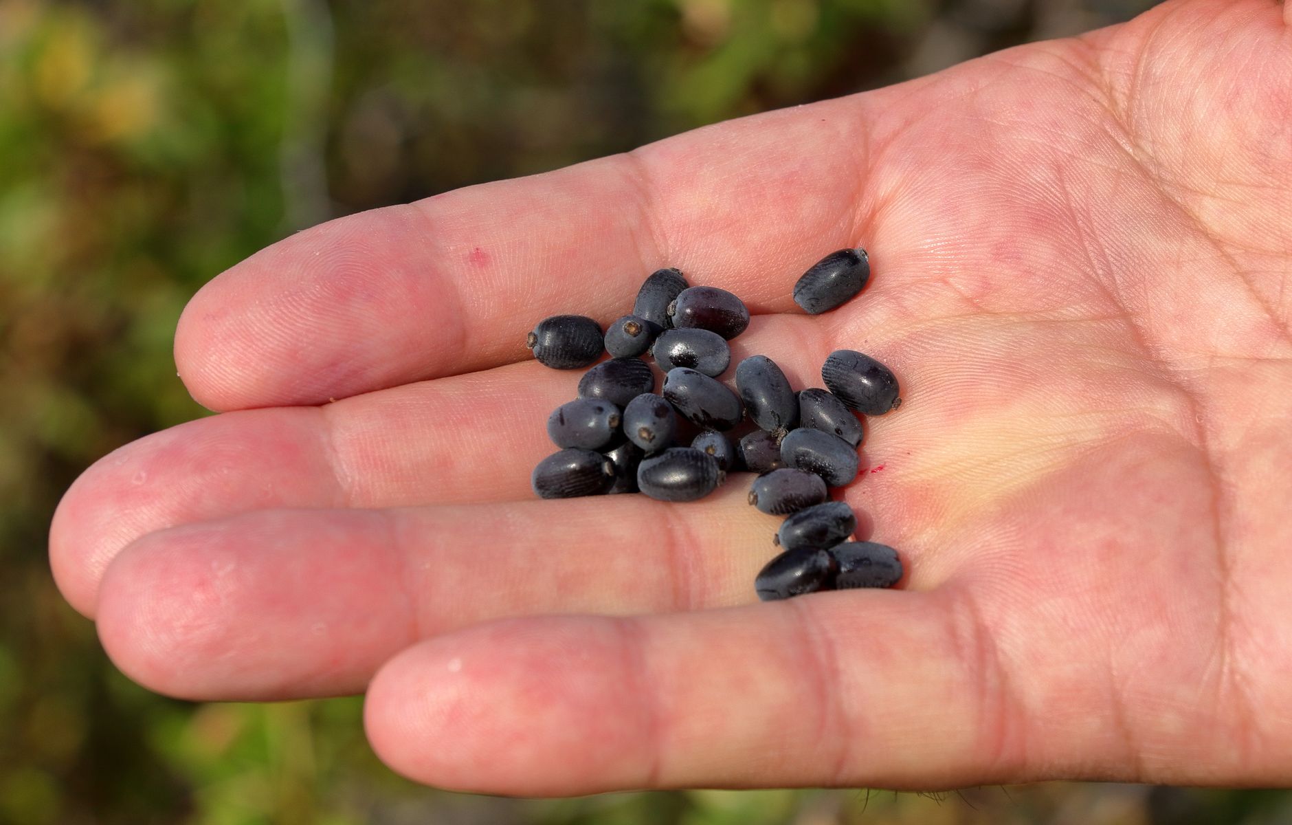 Mustard Seed Faith: Why Your Tiny Trust in God Is Enough