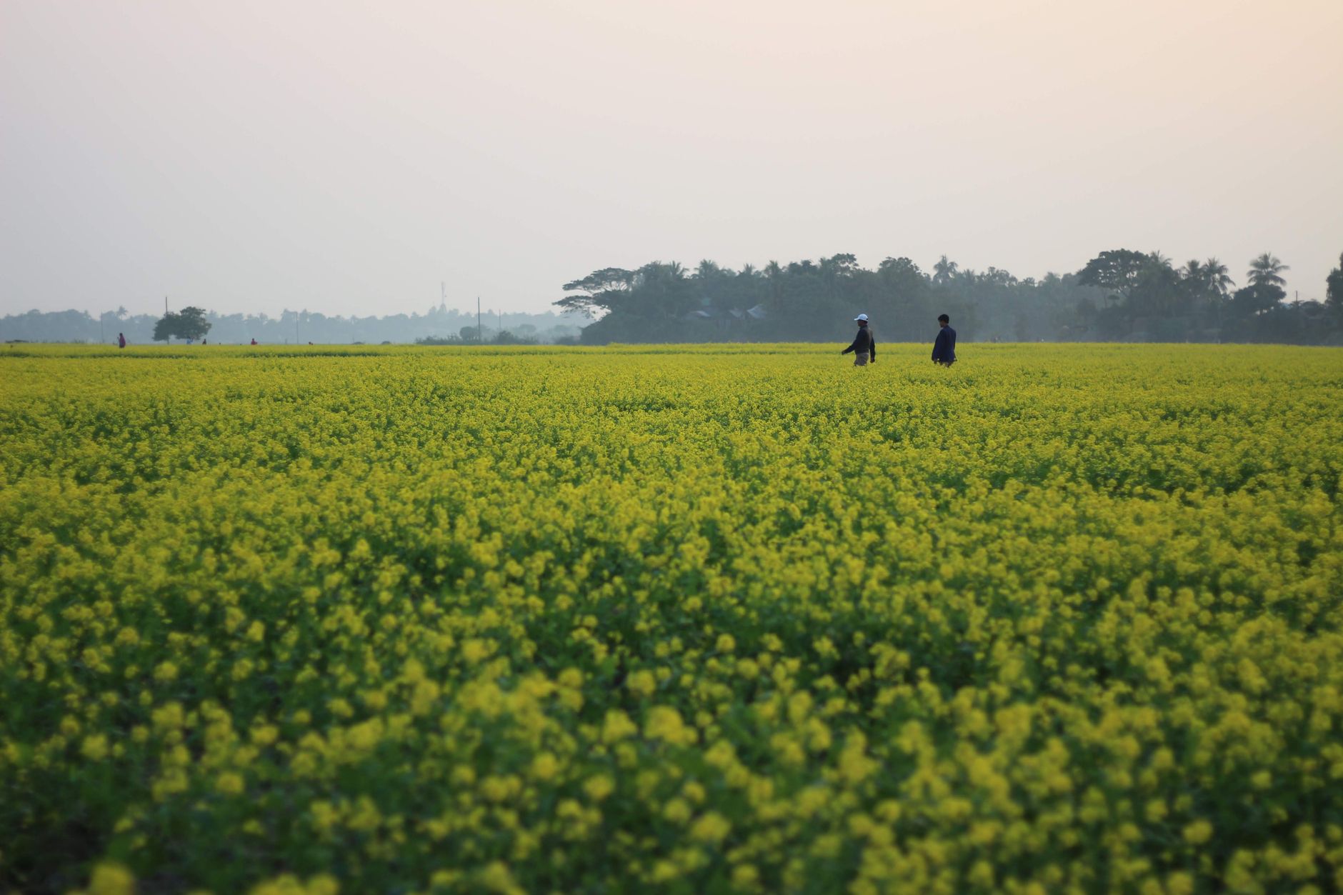 Mustard Seed Faith: Why Quiet Persistence Beats Loud Noise