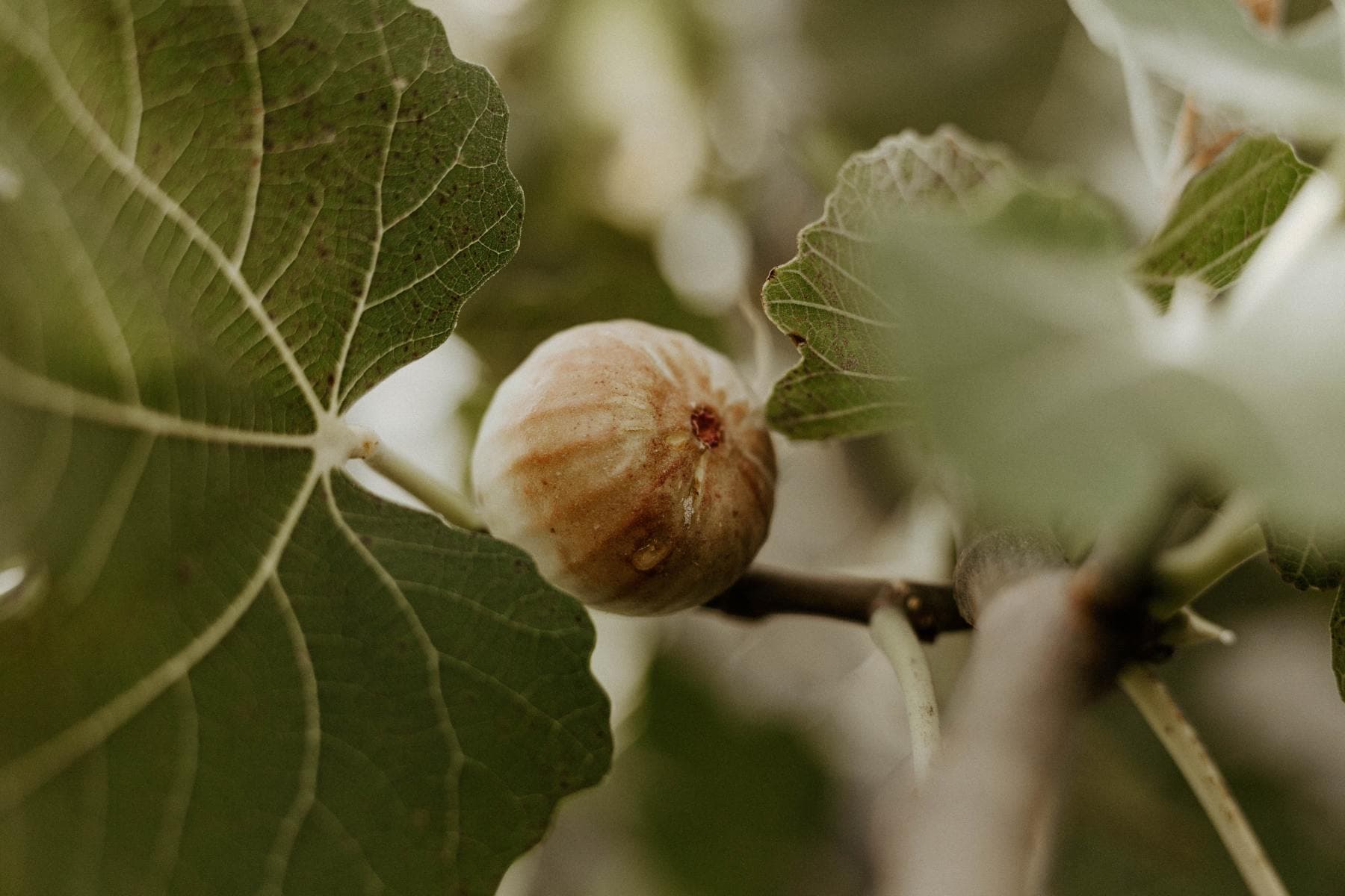 Why Did God Curse the Fig Tree?