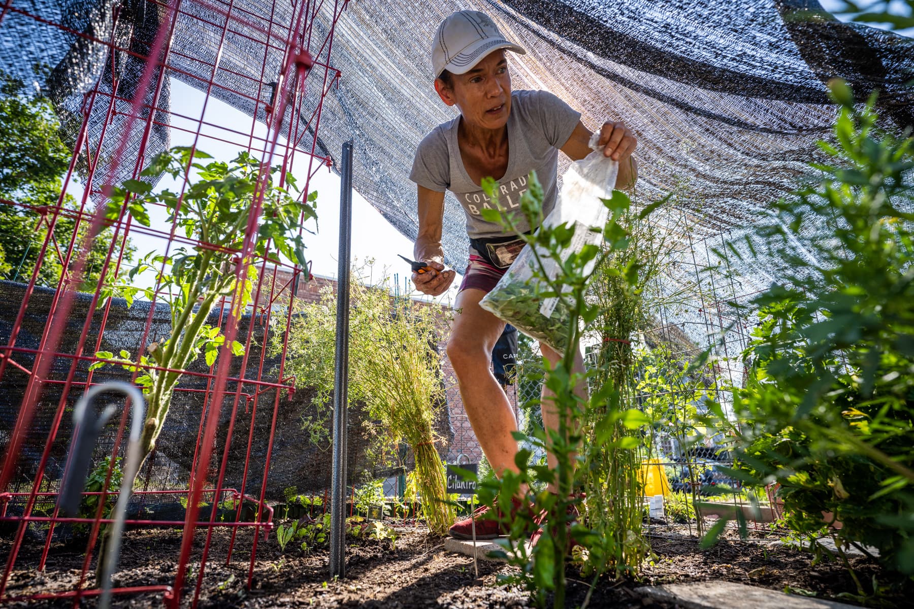 The Impact of Community Gardens on Neighborhood Unity and Compassion